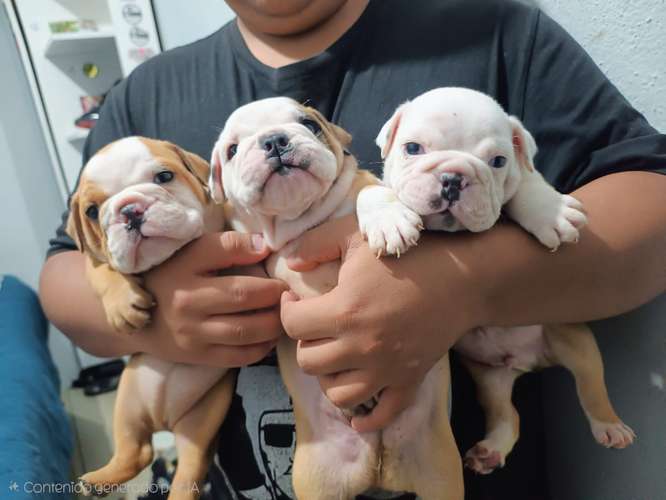 Bulldog excelente ejemplares 