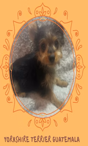 Yorkshire terrier macho  - Imagen 3
