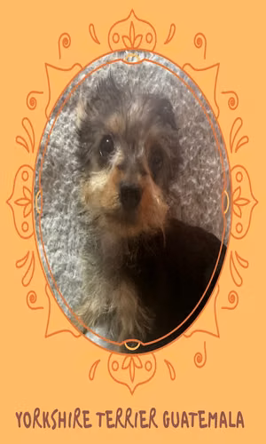 Yorkshire terrier macho 
