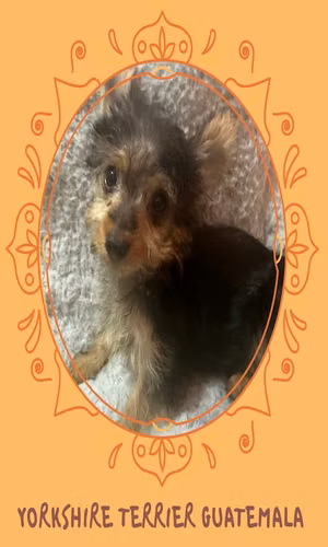 Yorkshire terrier macho  - Imagen 2