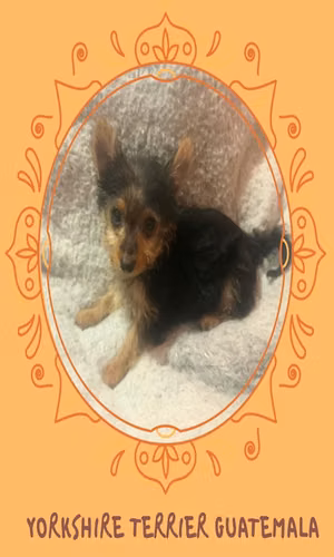 Yorkshire terrier macho  - Imagen 4