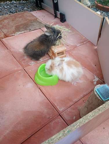 Pareja Conejo cabeza de león - Imagen 2