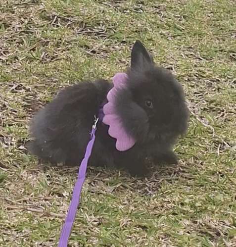 Lion head rabbit