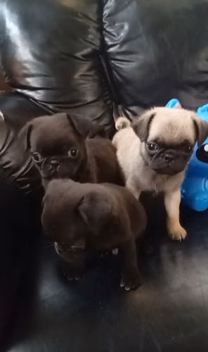 Machos pug