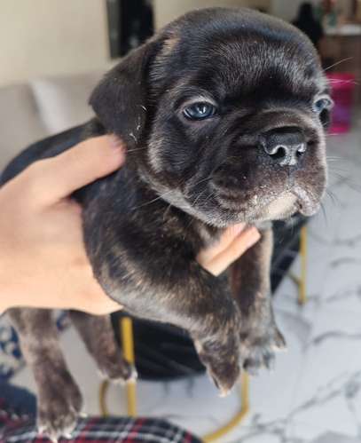 Sale of French bulldog.