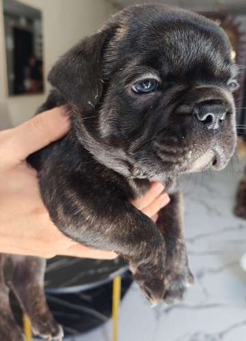 Venta de bulldog franceses.