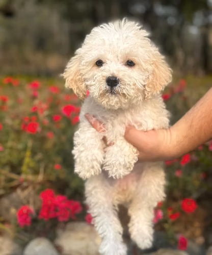 HERMOSA FRENCH POODLE MINI