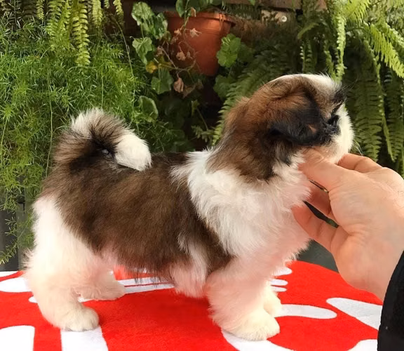 Linda Shihtzu Shitzu