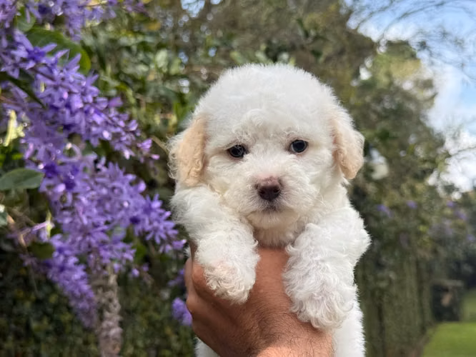 French Poodle Mini Toy 