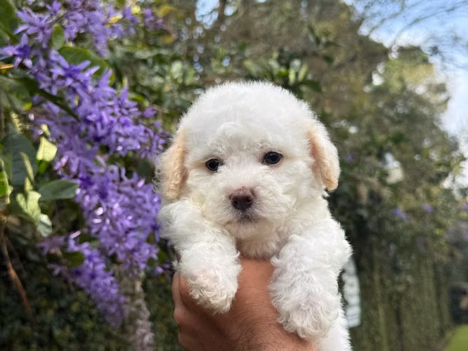 French Poodle Mini Toy 