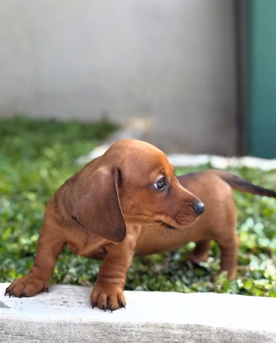Dachshund Salchicha Macho 