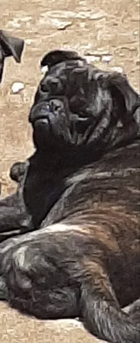 Pug