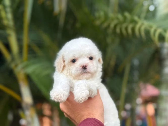 Hermosos French Poodle Mini Toy 