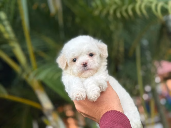 Hermosos French Poodle Mini Toy  - Imagen 2