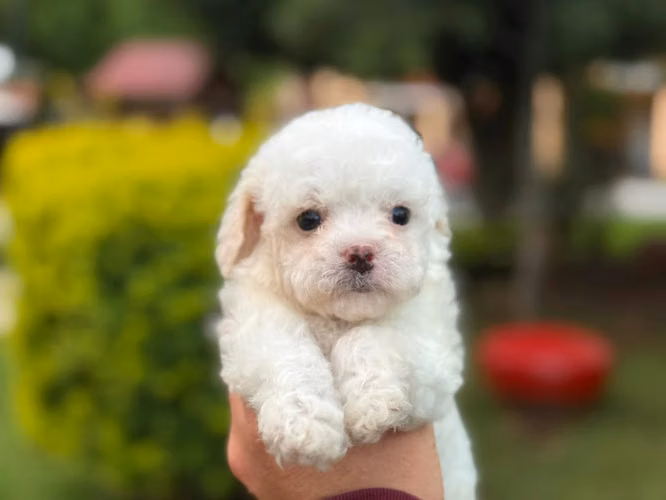 Hermosos French Poodle Mini Toy  - Imagen 3