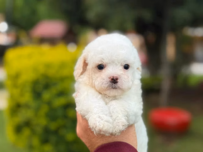 Hermosos French Poodle Mini Toy  - Imagen 5