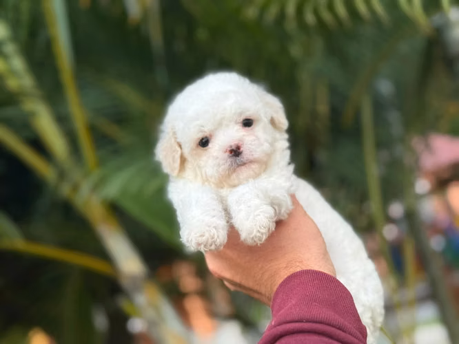Hermosos French Poodle Mini Toy  - Imagen 4