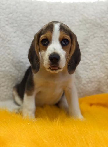 Hermosos Beagle  - Imagen 2