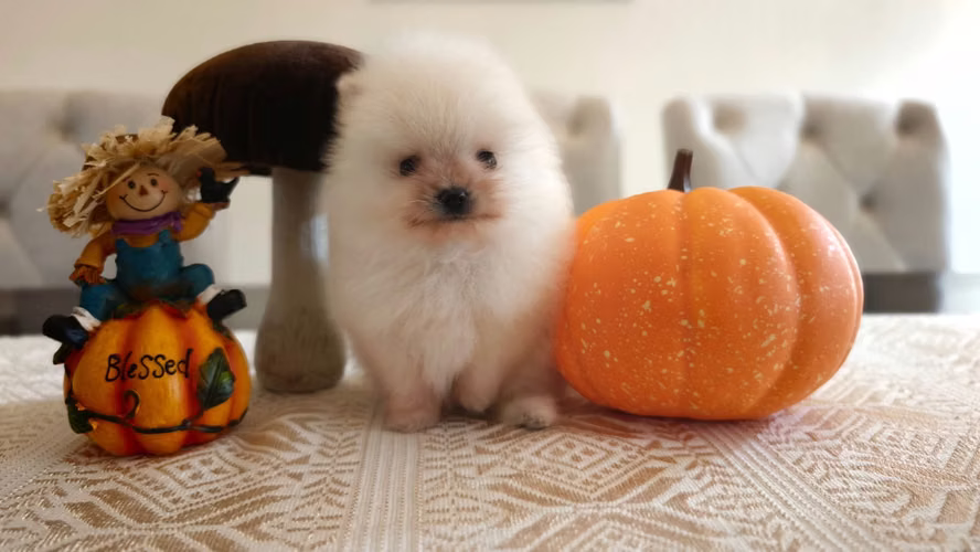 Pomeranian Hembra  - Imagen 4