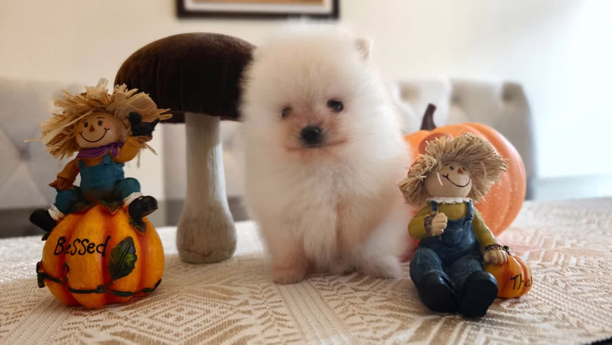 Pomeranian Hembra  - Imagen 5
