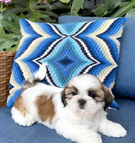 Hermosa Shitzu Shihtzu  - Imagen 2