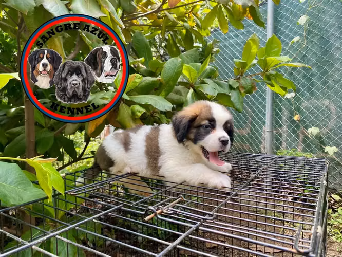 Cachorro San Bernardo  - Imagen 10