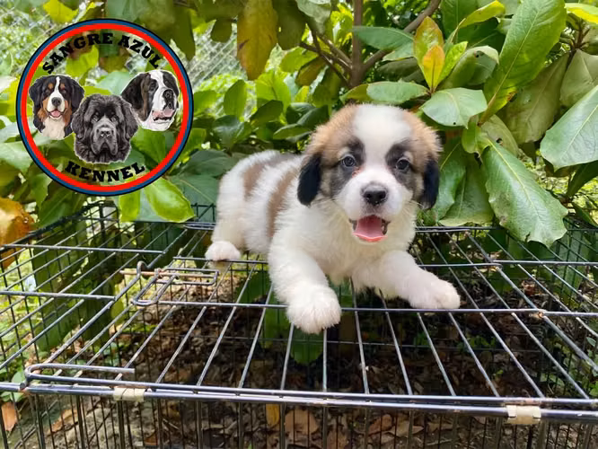 Cachorro San Bernardo  - Imagen 2