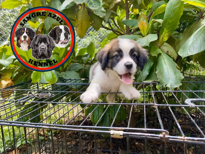 Cachorro San Bernardo  - Imagen 5