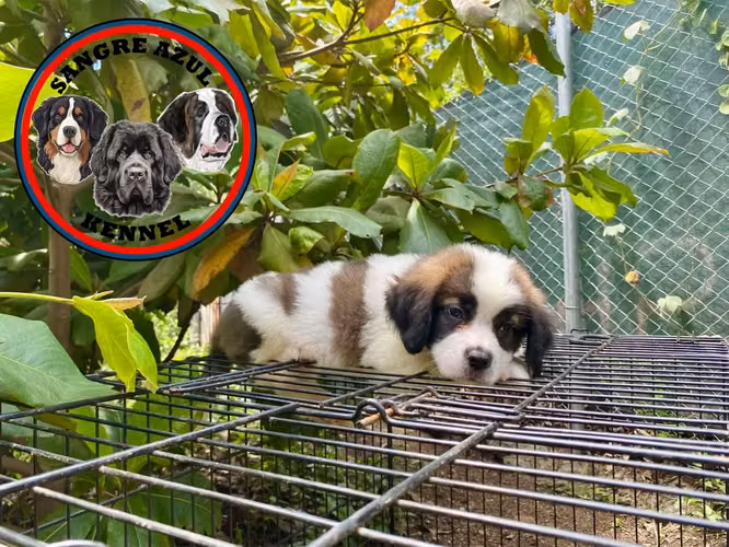Cachorro San Bernardo  - Imagen 7