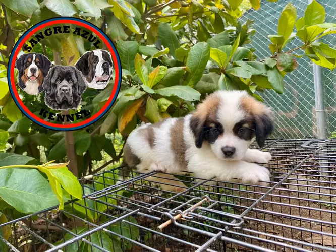 Cachorro San Bernardo  - Imagen 3