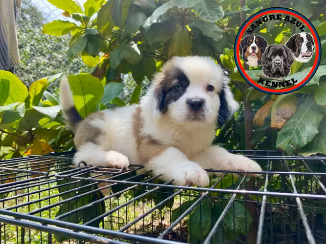 Cachorro San Bernardo 