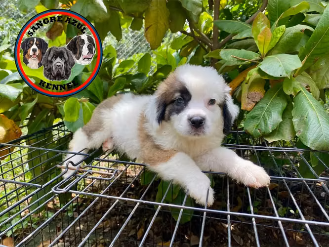 Cachorro San Bernardo 