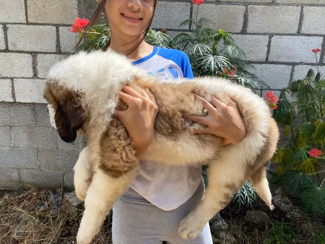 Cachorros San Bernardo 