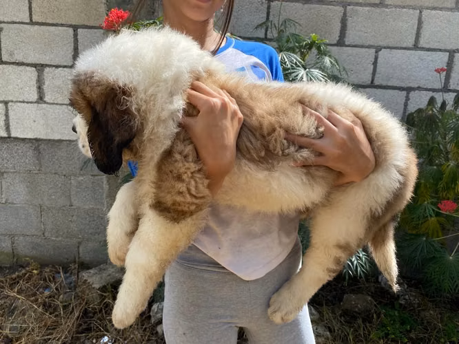 Cachorros San Bernardo 