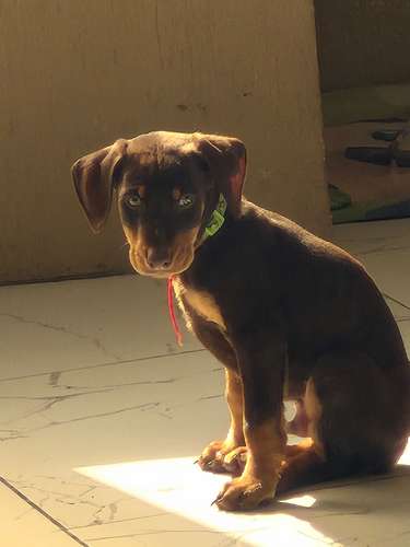 VENTA DE CACHORROS DOBERMAN  - Imagen 3