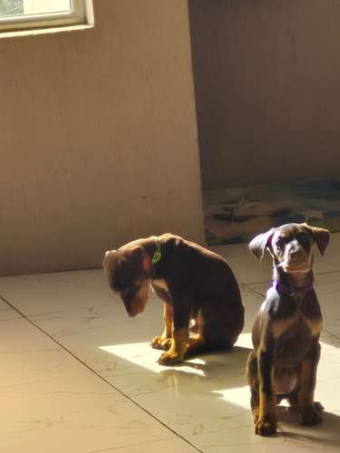 VENTA DE CACHORROS DOBERMAN  - Imagen 4