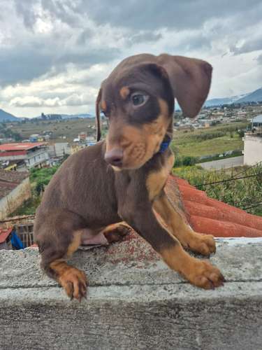 VENTA DE CACHORROS DOBERMAN  - Imagen 2