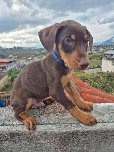 SALE OF DOBERMAN PUPPIES