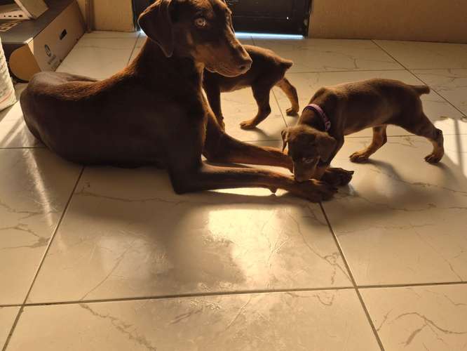 VENTA DE CACHORROS DOBERMAN  - Imagen 6