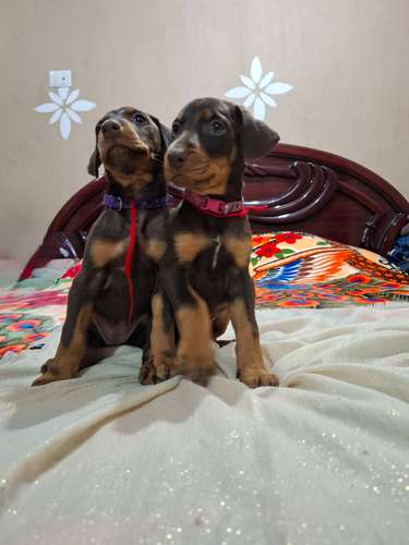 VENTA DE CACHORROS DOBERMAN  - Imagen 4
