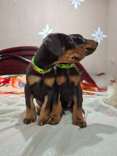 VENTA DE CACHORROS DOBERMAN  - Imagen 5