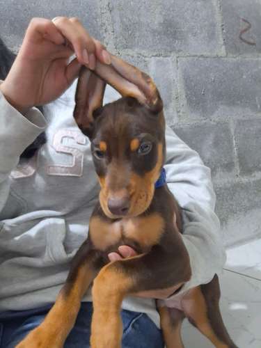 VENTA DE CACHORROS DOBERMAN  - Imagen 3