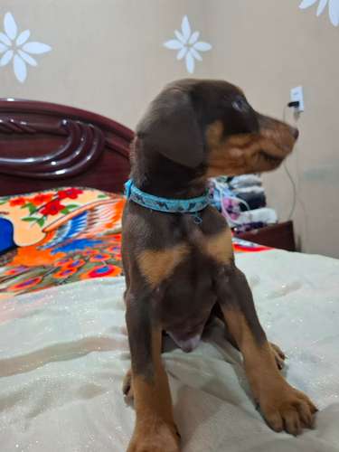 VENTA DE CACHORROS DOBERMAN  - Imagen 6
