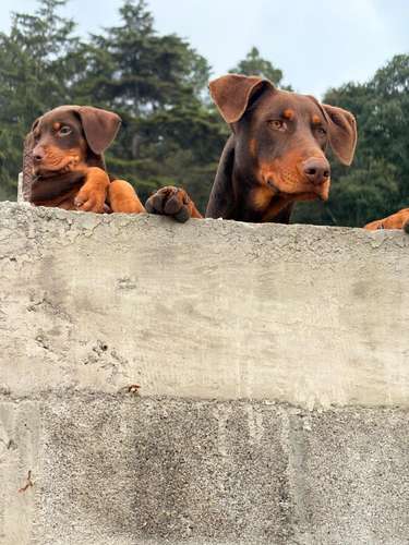 SALE OF DOBERMAN PUPPIES