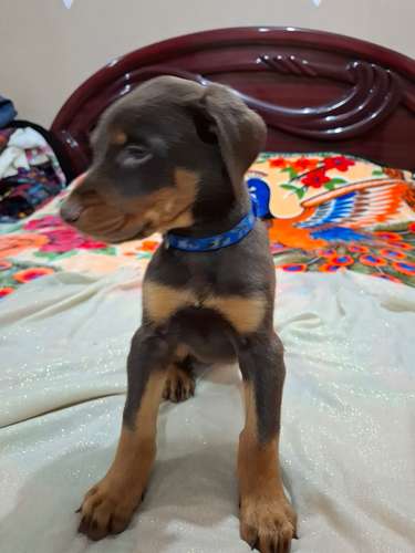 VENTA DE CACHORROS DOBERMAN  - Imagen 7