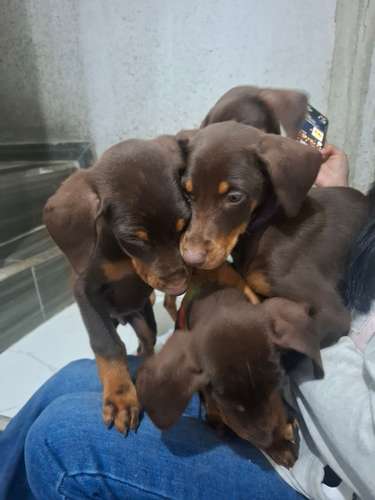 VENTA DE CACHORROS DOBERMAN  - Imagen 2