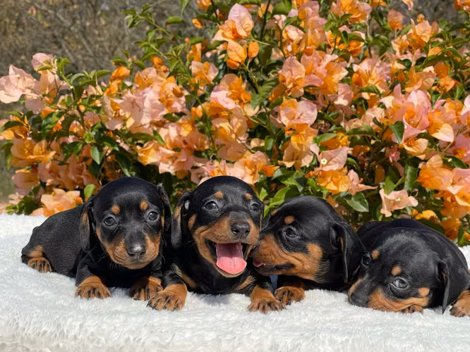 Cachorros salchicha  - Imagen 3