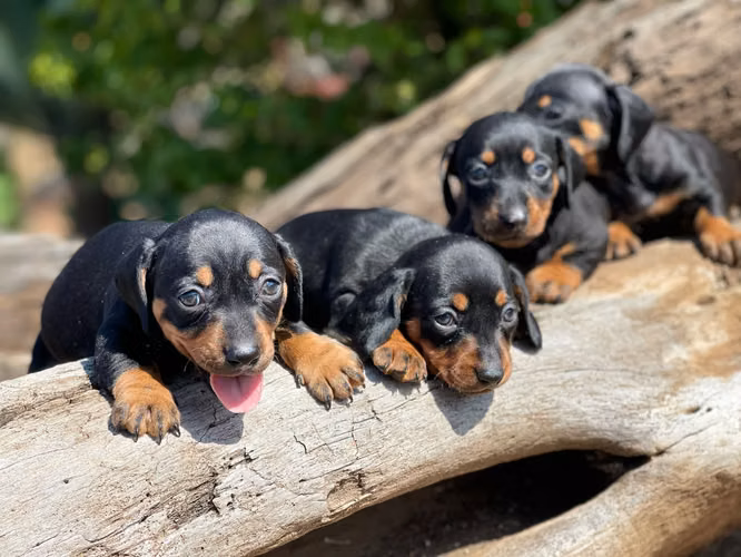 Cachorros salchicha  - Imagen 4