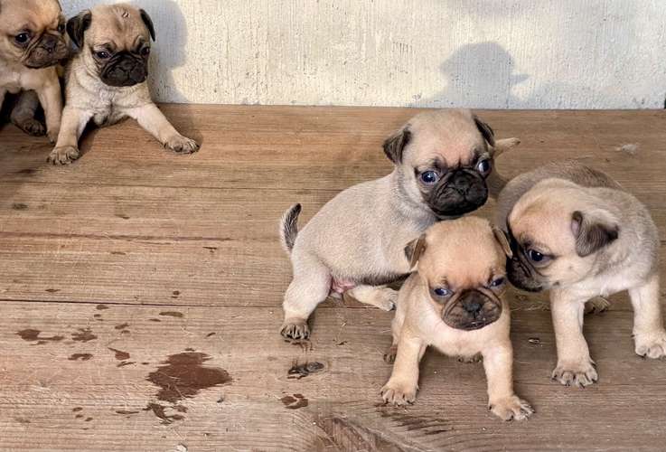 Pug - Imagen 1
