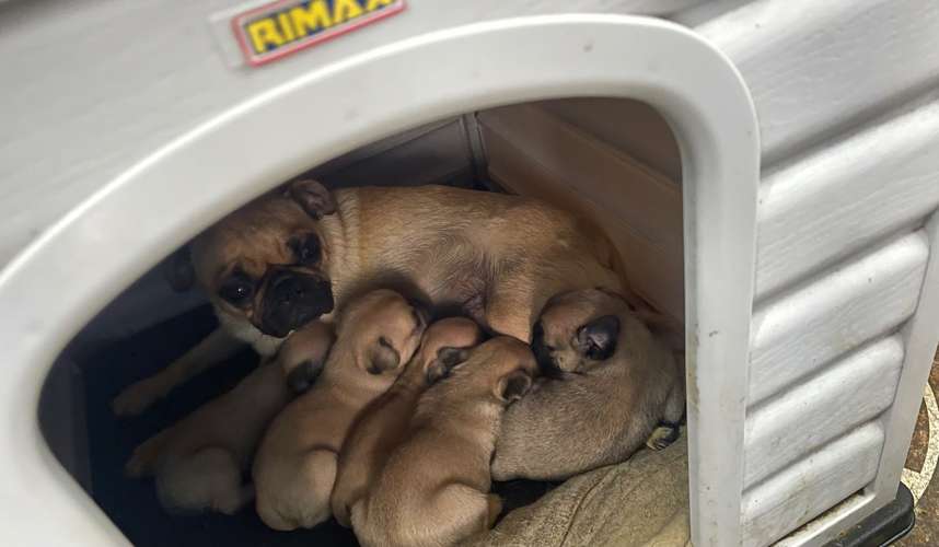 Pug - Imagen 4